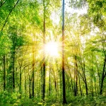sun through trees joyspace hypnotherapy